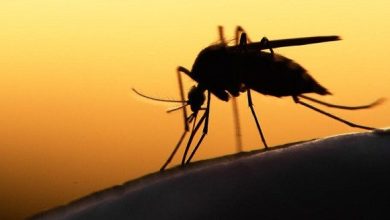 Photo of وزارة الصحة تؤكد ضرورة تفعيل اليقظة للحفاظ على مكسب القضاء على الملاريا