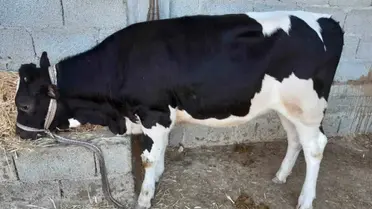 Photo of بيان هام من وزارة الفلاحة حول مرض الجلد العقدي للأبقار