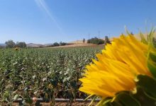 Photo of الشلف: زراعة دوار الشمس، تجربة ناجحة و آفاق واعدة