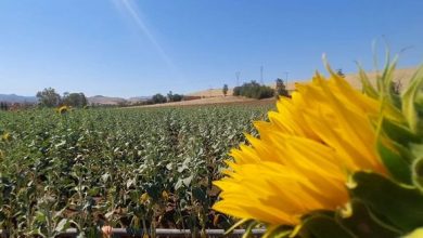 Photo of الشلف: زراعة دوار الشمس، تجربة ناجحة و آفاق واعدة