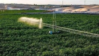 Photo of المنيعة: الدعوة إلى تكثيف الجهود لتطوير المحاصيل الإستراتيجية بالجنوب