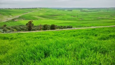 Photo of انطلاق التسجيلات للاستثمار الفلاحي بتيارت